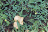 Саратовцы собирают грибы ящиками и ведрами